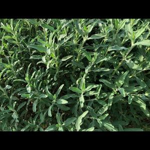 Meet your Posher, Avi